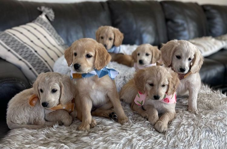 a litter of miniature golden retriever puppies
